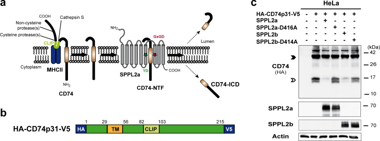 FIG 1