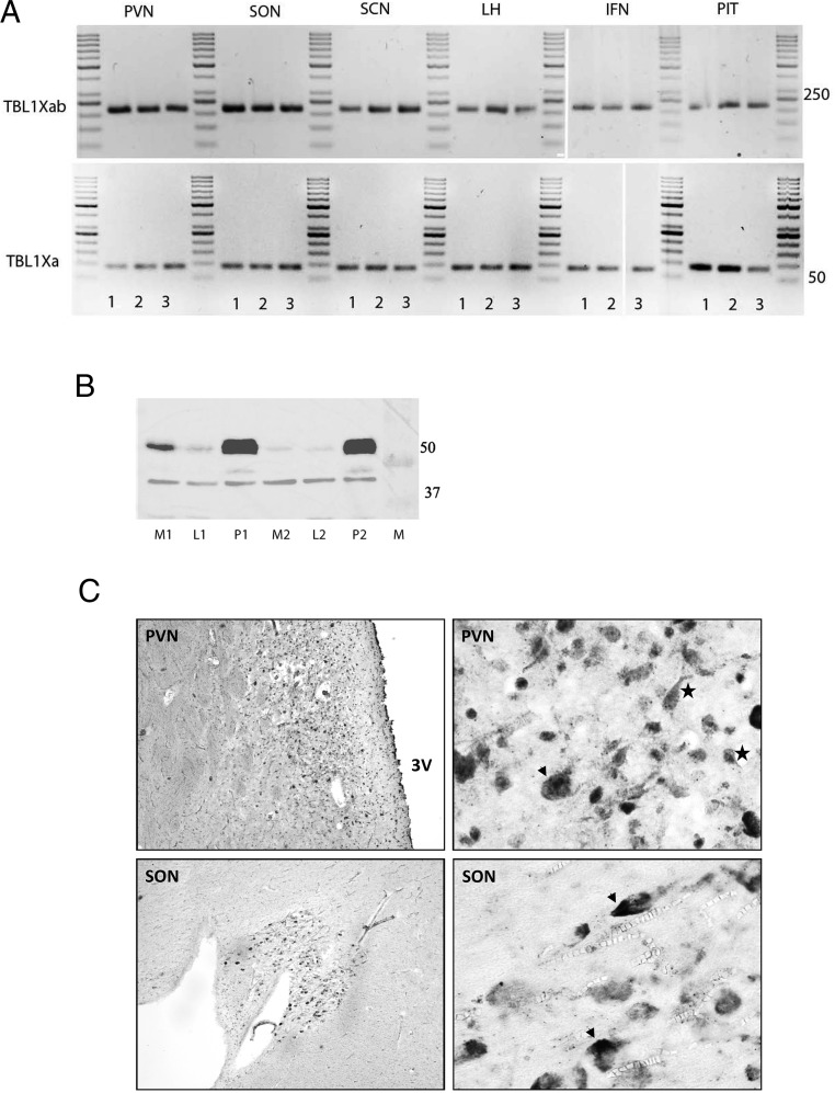 Figure 6.