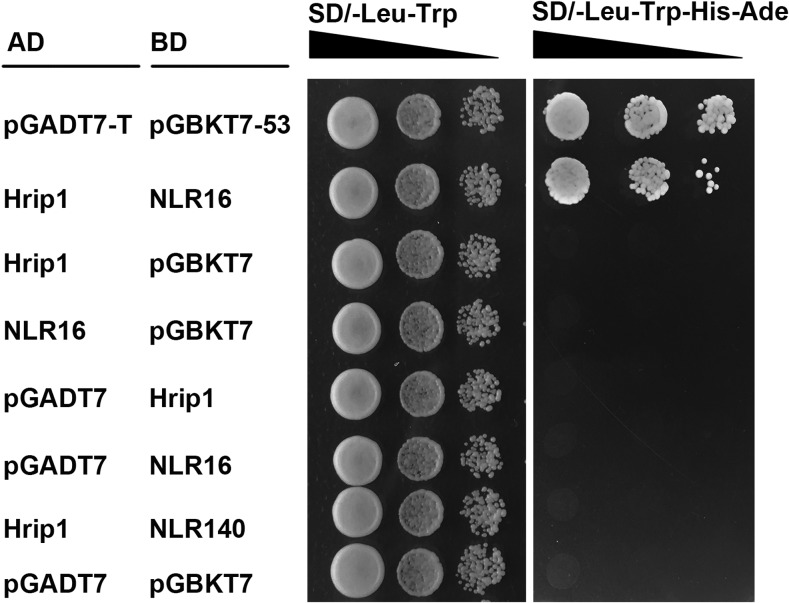 Figure 5.