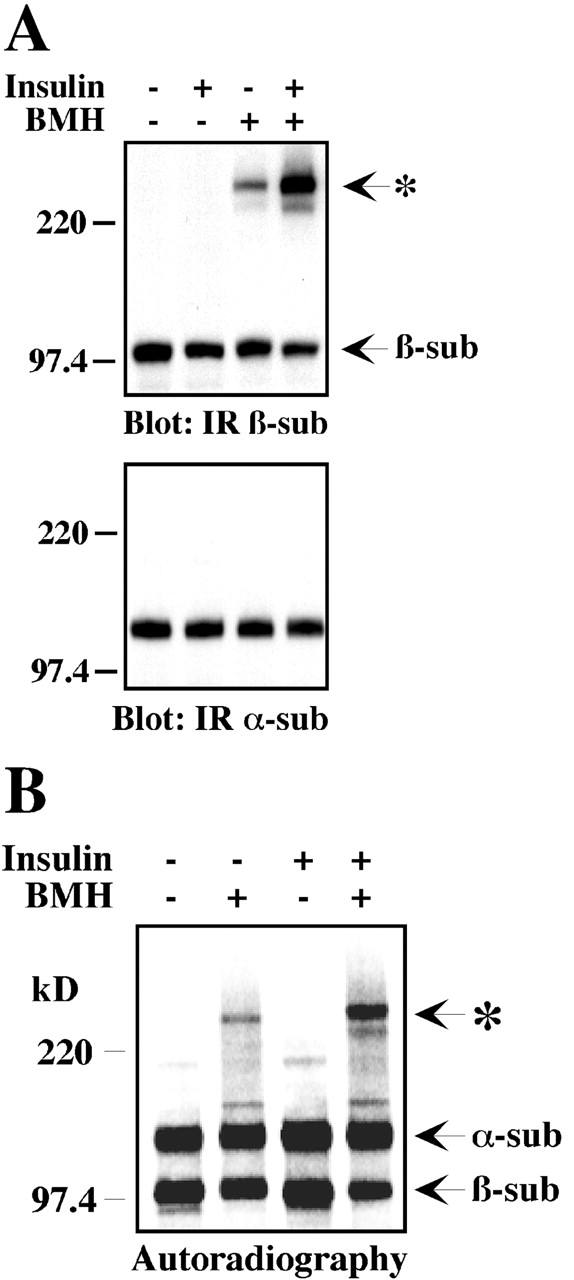 Figure. 1.