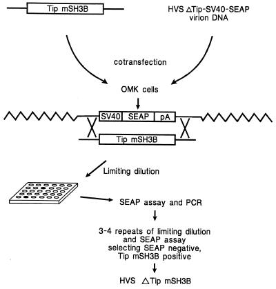 FIG. 1