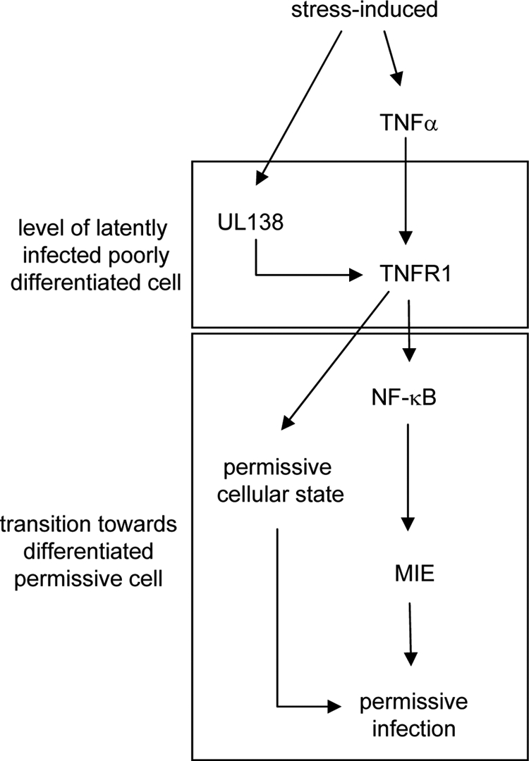 Fig. 9.