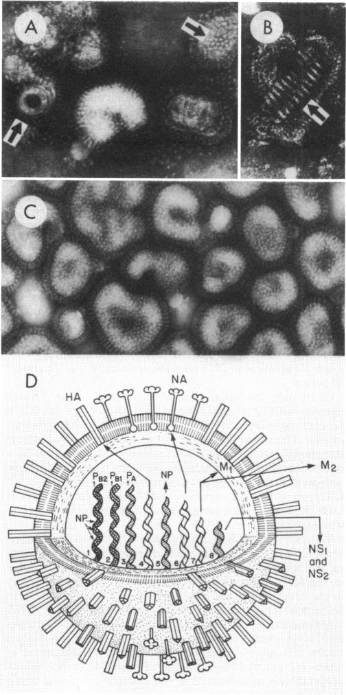 graphic file with name microrev00028-0172-a.jpg