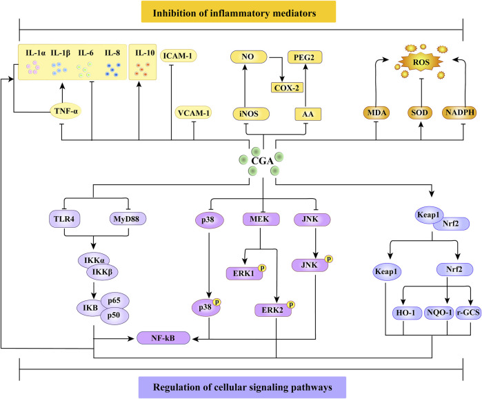 FIGURE 2