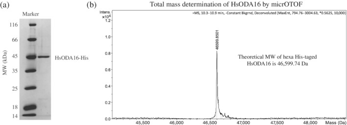 FIGURE 1