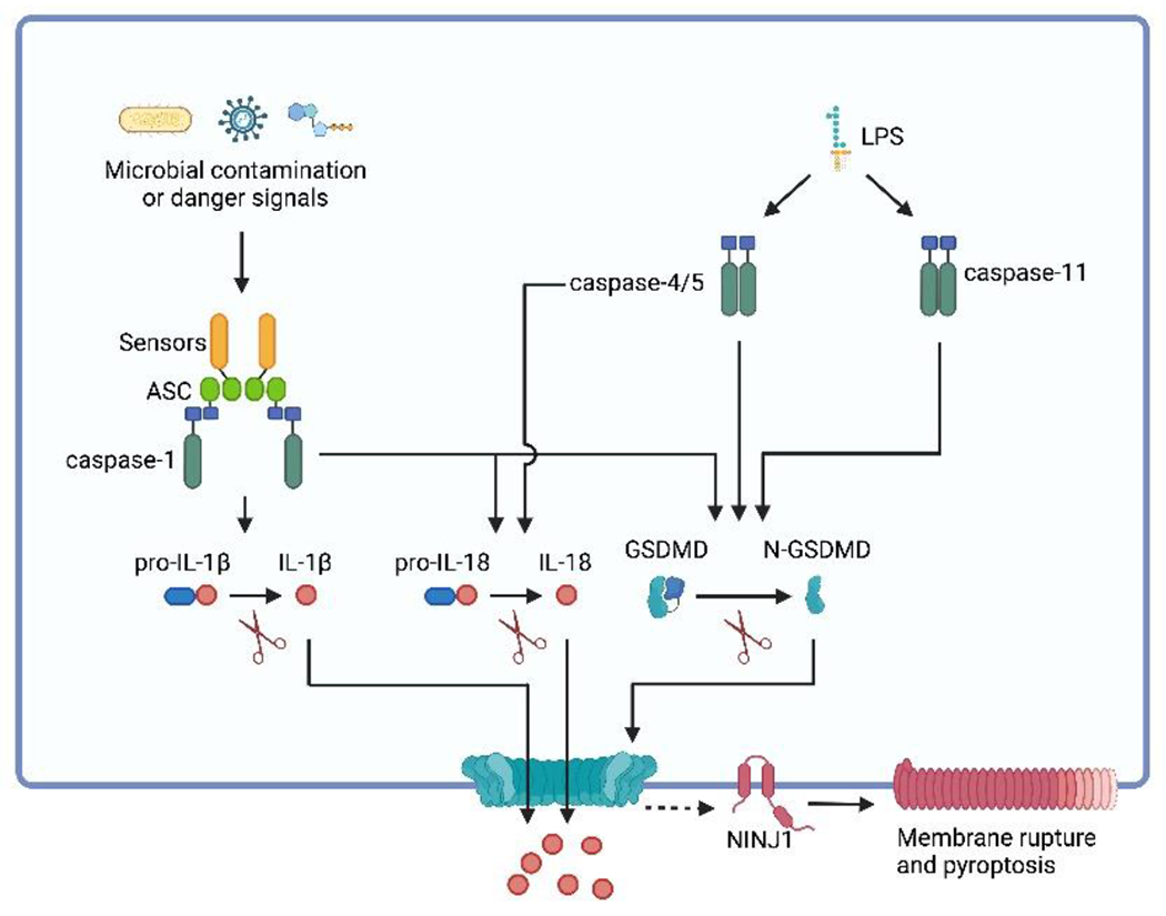 Figure 1.