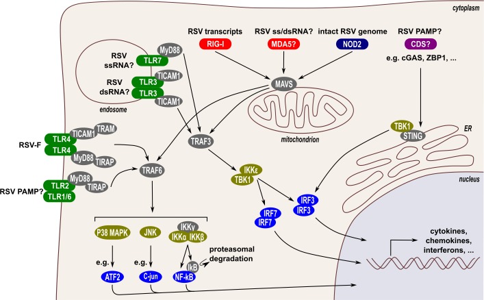 Fig 1