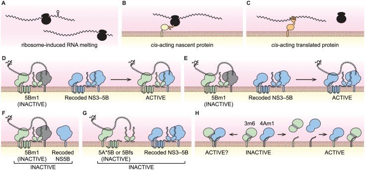 Fig 8