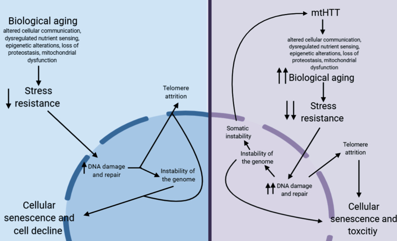 Fig.1