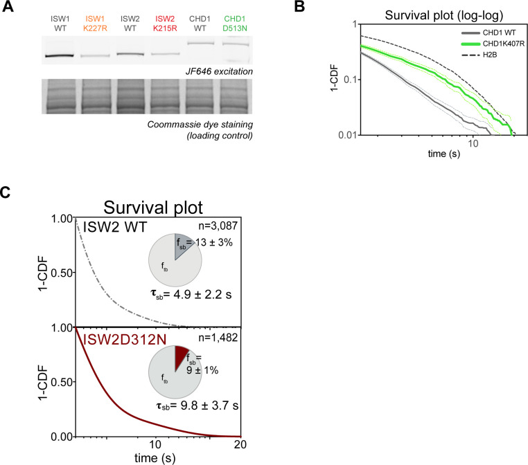 Figure 5—figure supplement 1.