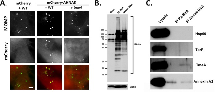 FIG 6