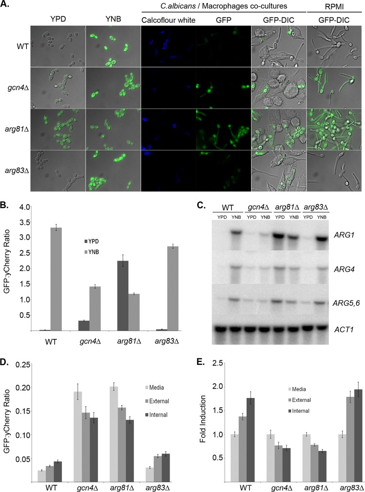 Fig 3