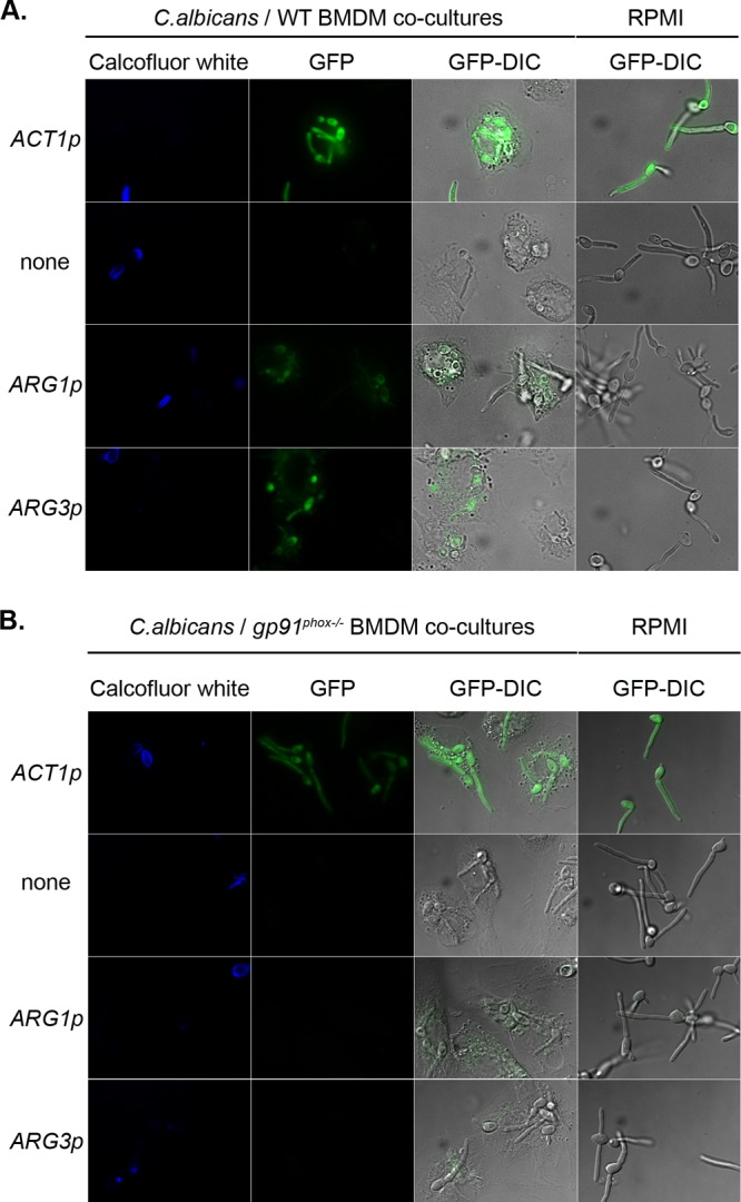 Fig 6