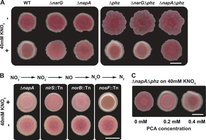 Fig 3