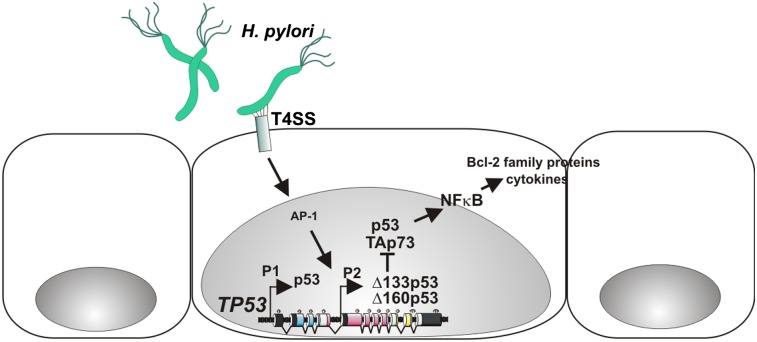 Fig. P1.