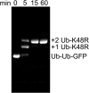 Fig. S6.