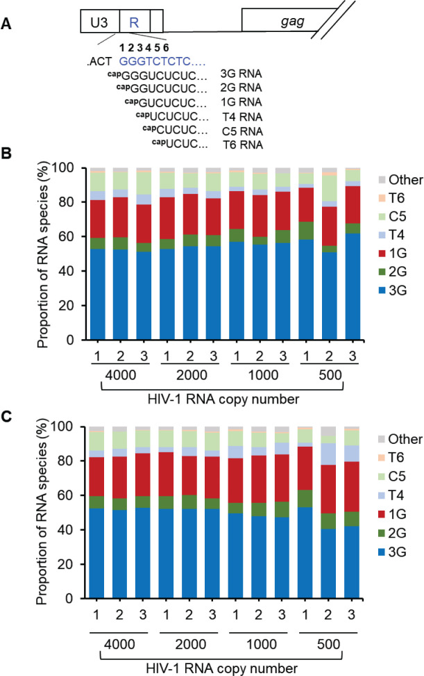 Diagram illustrates HIV-1 unspliced RNA species. Stacked bar charts display proportions of RNA species (3G, 2G, 1G, T4, C5, T6, and others) at various HIV-1 RNA copy numbers (4000 to 500) in two experimental conditions.