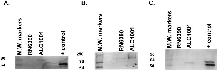 FIG. 5