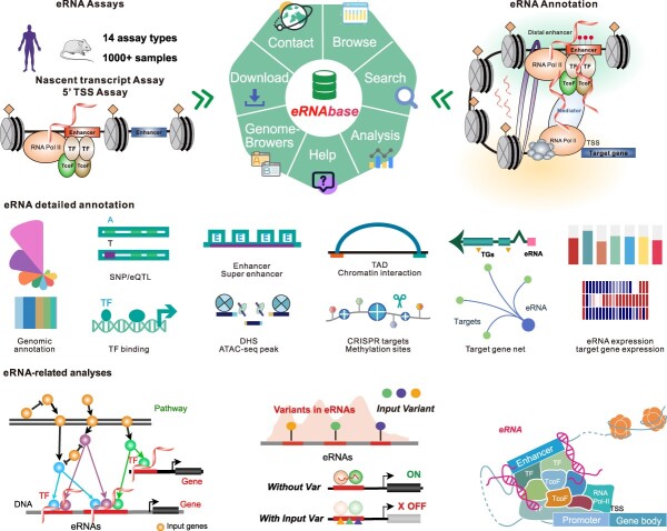 Graphical Abstract