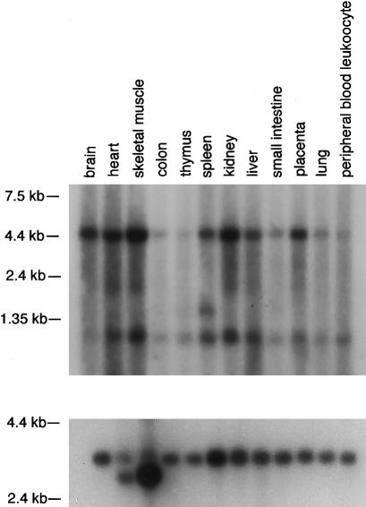 Figure  3