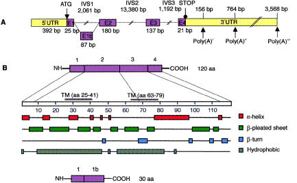 Figure  4