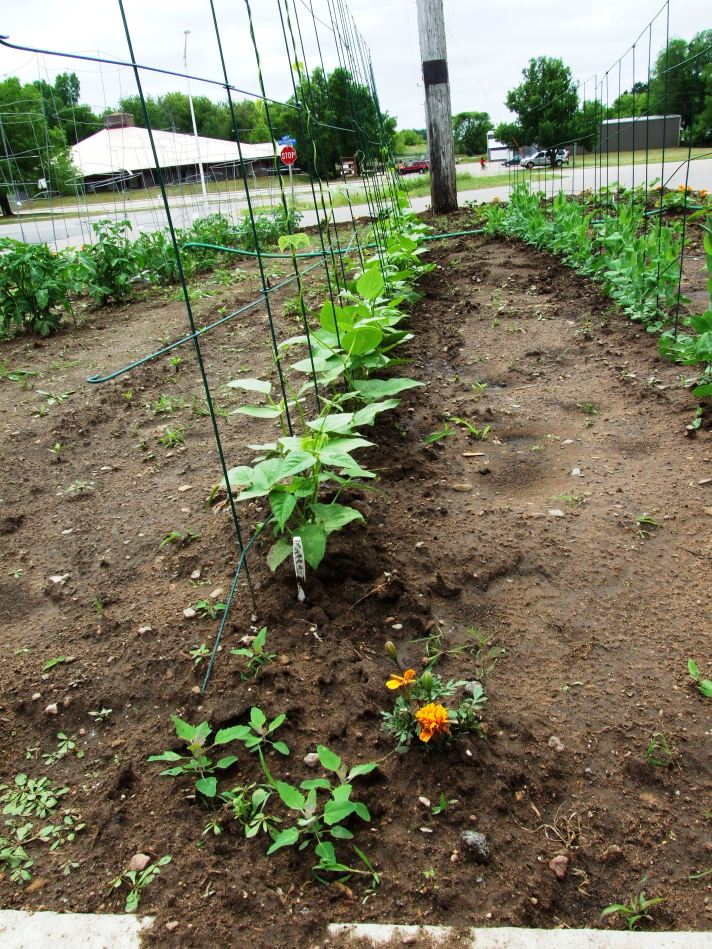 Peas and beans grow in a community garden.