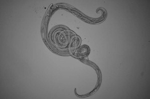 graphic file with name ijpddr105-ga-5001.jpg