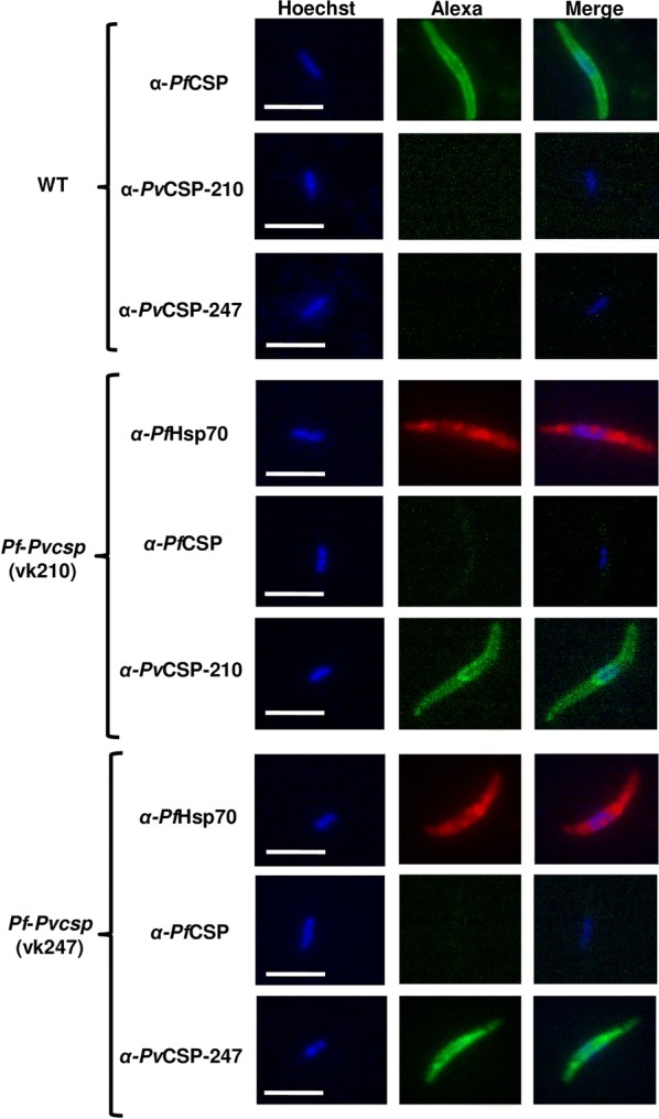 Fig. 3