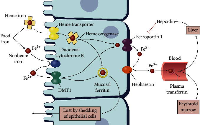 Figure 1