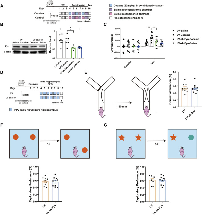 The Src-kinase Fyn Is Required For Cocaine-associated Memory Through 