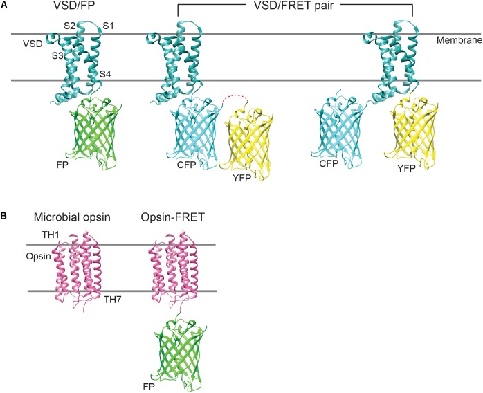 FIGURE 1