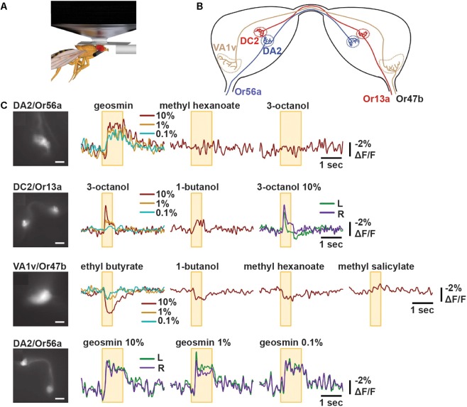 FIGURE 4