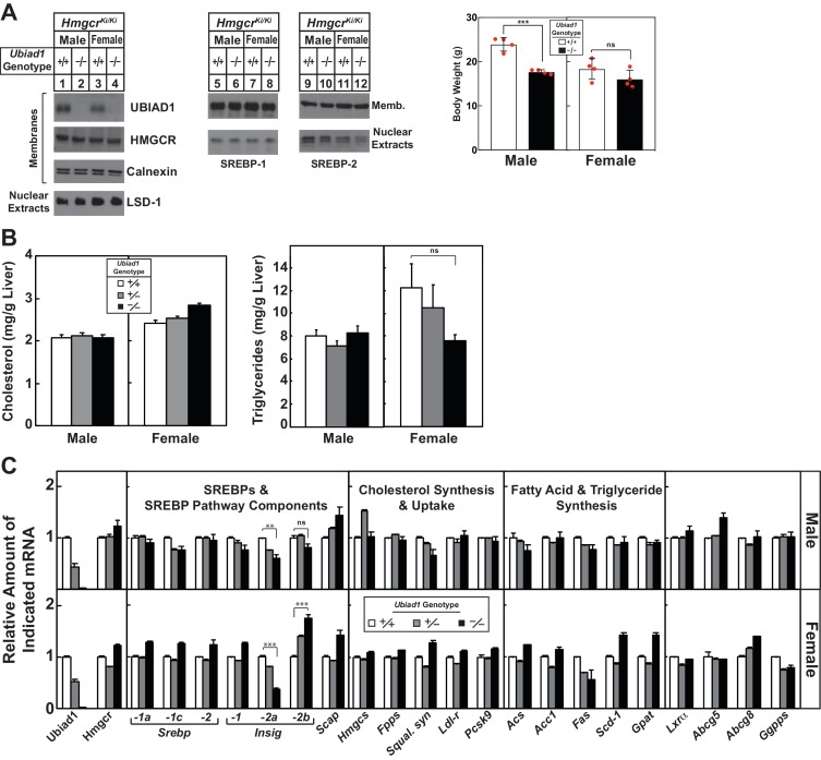 Figure 3—figure supplement 1.