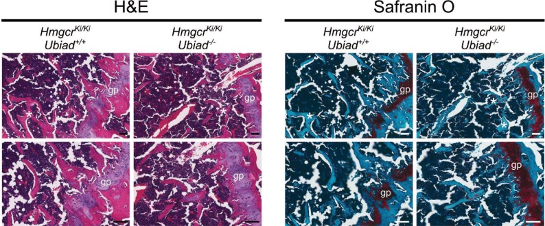 Figure 5—figure supplement 2.