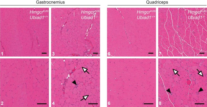 Figure 5—figure supplement 1.