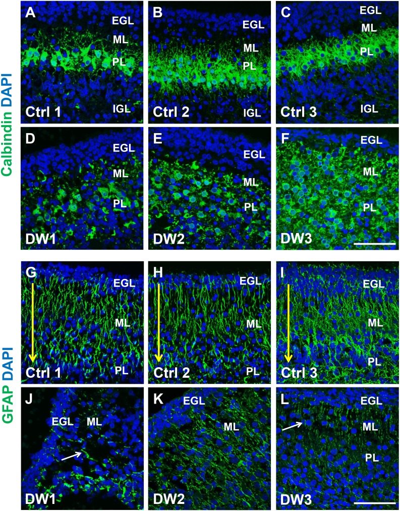 Figure 4—figure supplement 1.