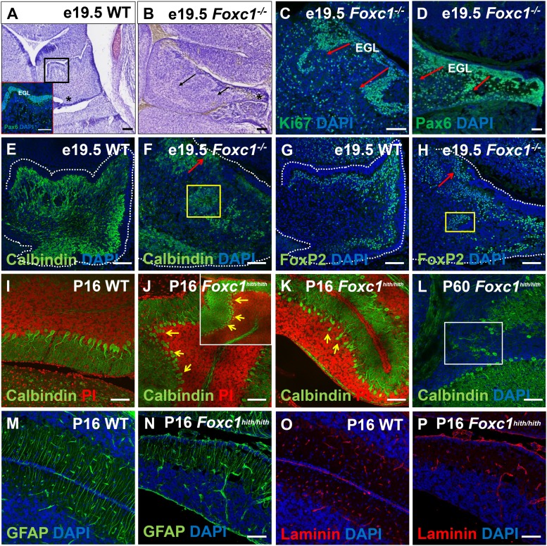 Figure 2—figure supplement 2.