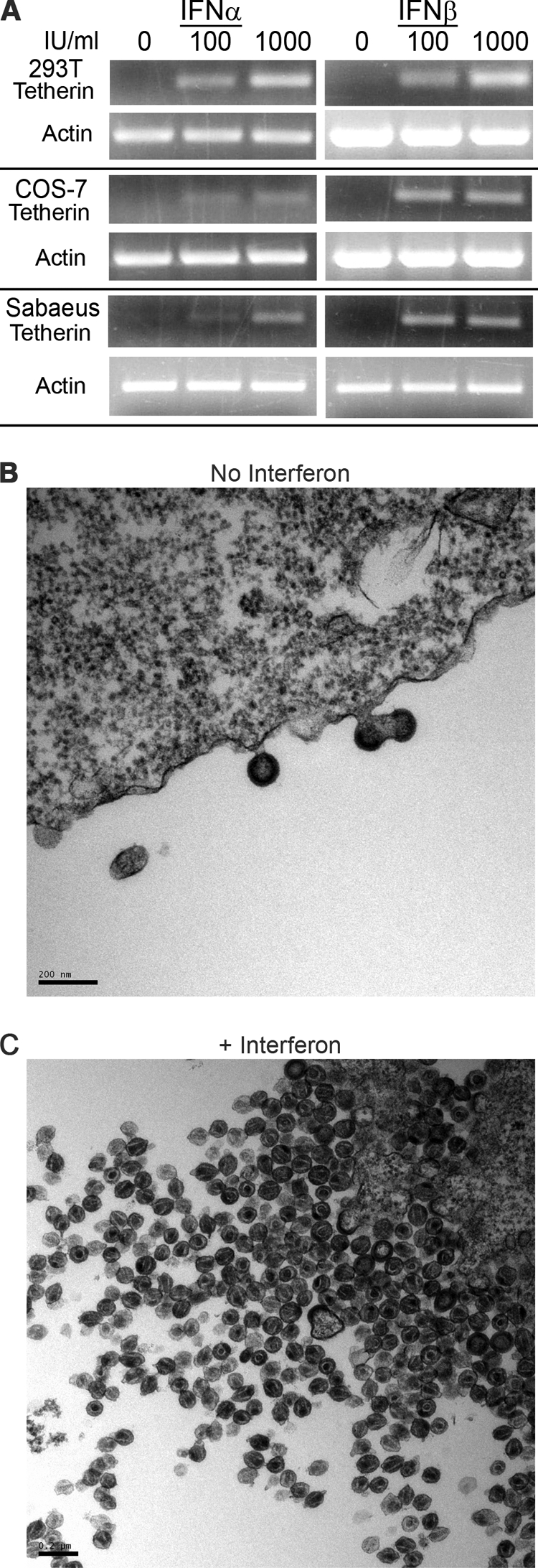 FIG. 5.