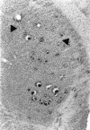 Fig. 10.