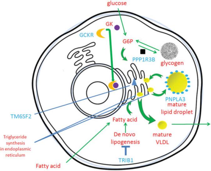 Fig. 1