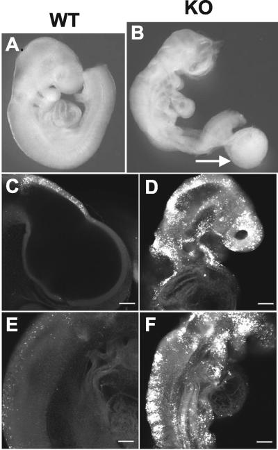 FIG. 5.