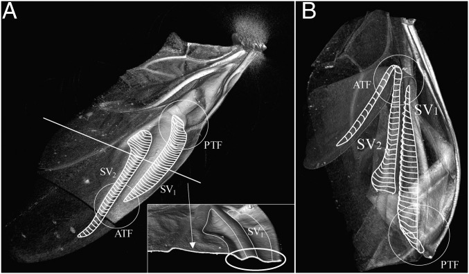 Fig. 2.