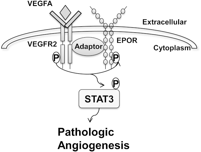 Figure 7