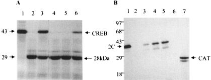 FIG. 5.