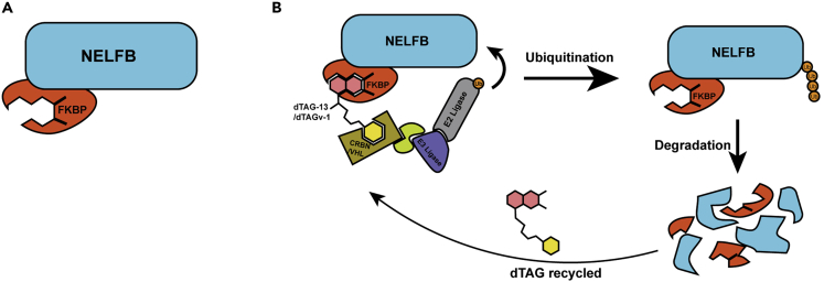 Figure 1