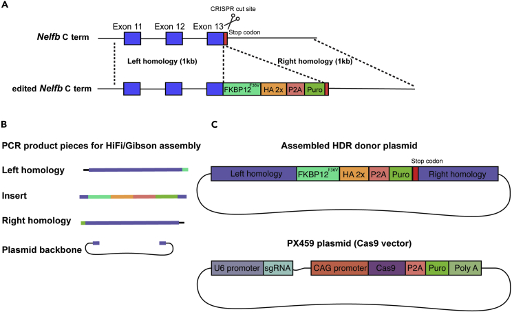 Figure 2