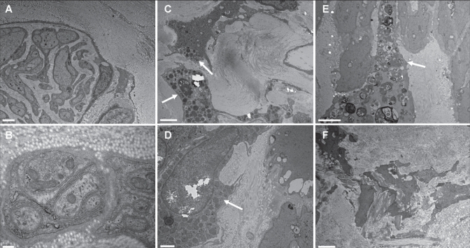 Figure 2)