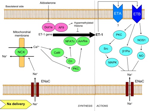 Fig. 2.