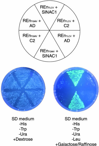 Figure 3.