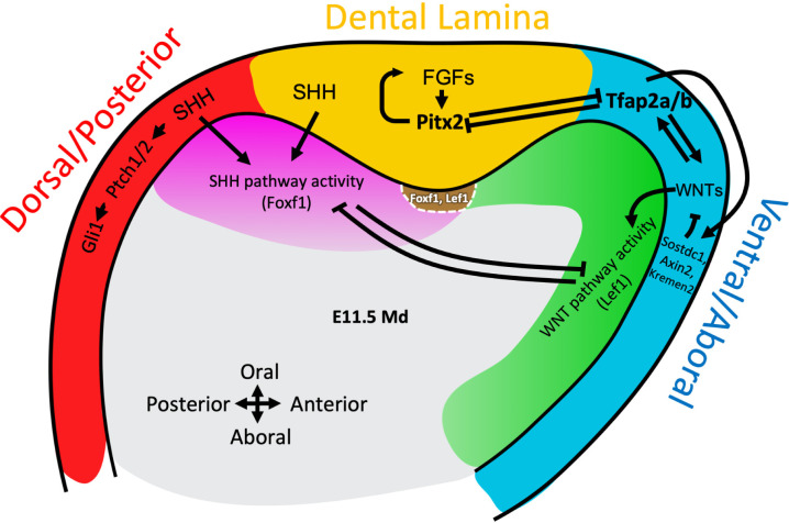 Fig 7